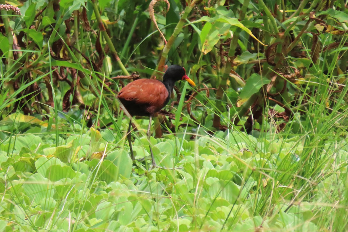 Wattled Jacana - ML647333535