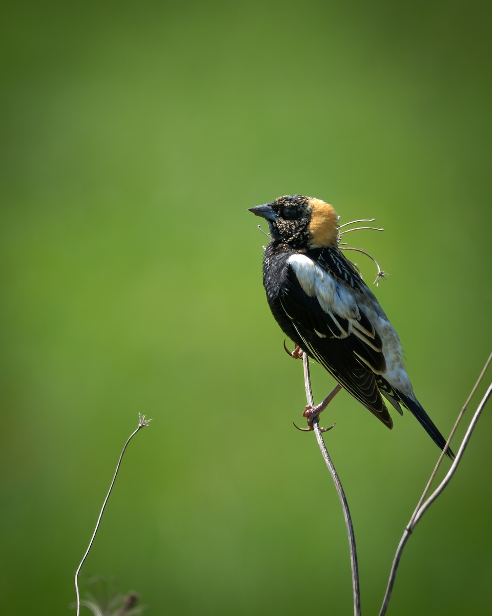 Tordo Charlatán - ML647333554