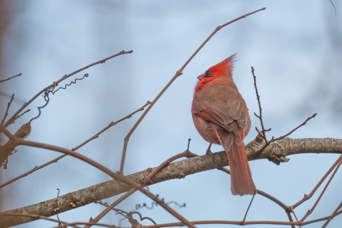 Northern Cardinal - ML647333560