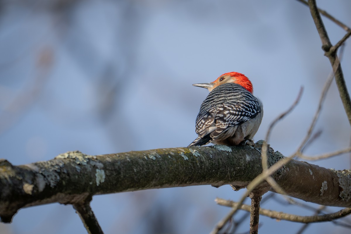 Red-bellied Woodpecker - ML647333578
