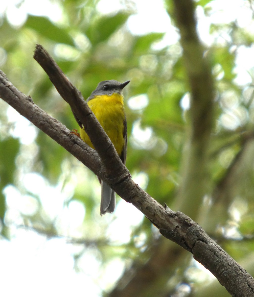 gulbrystflueskvett - ML647333585