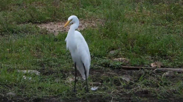 Büyük Ak Balıkçıl - ML647333586