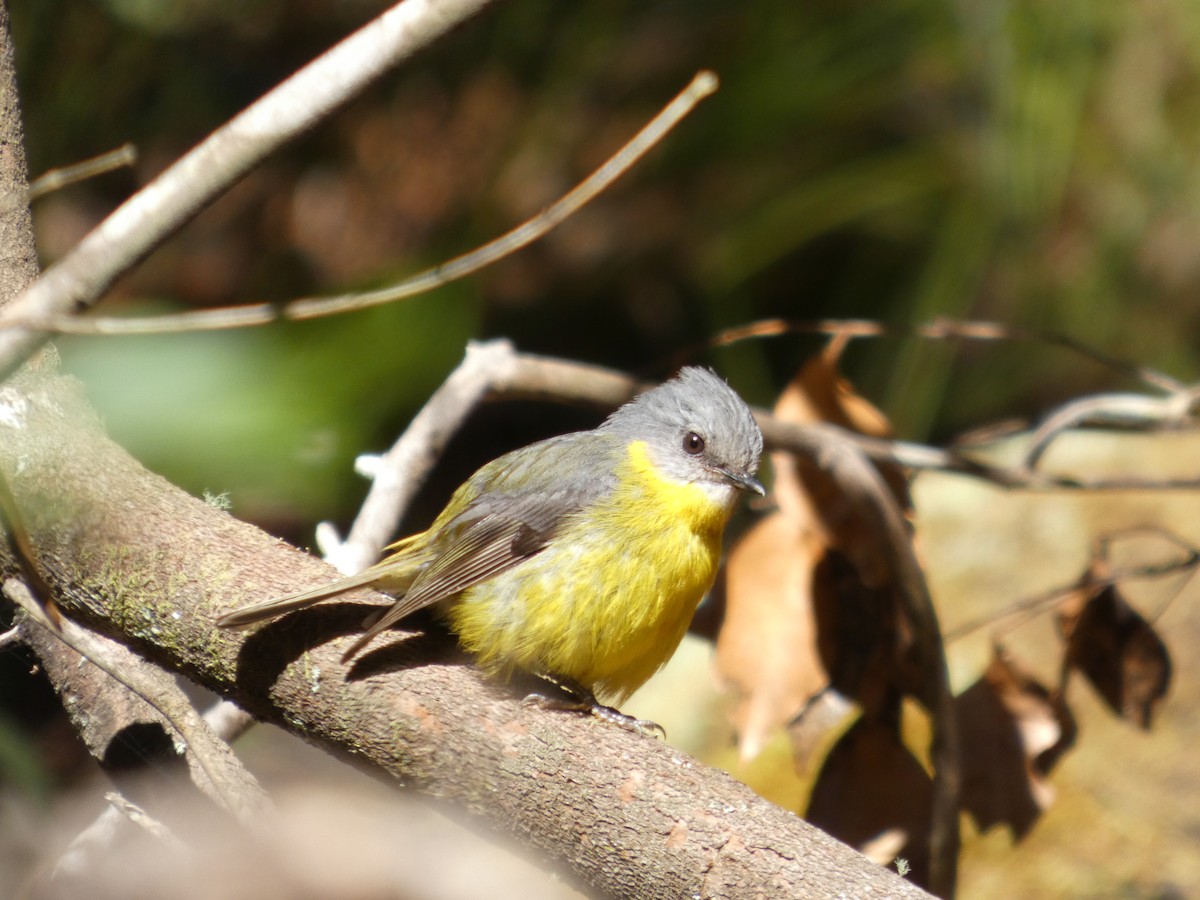 gulbrystflueskvett - ML647333588