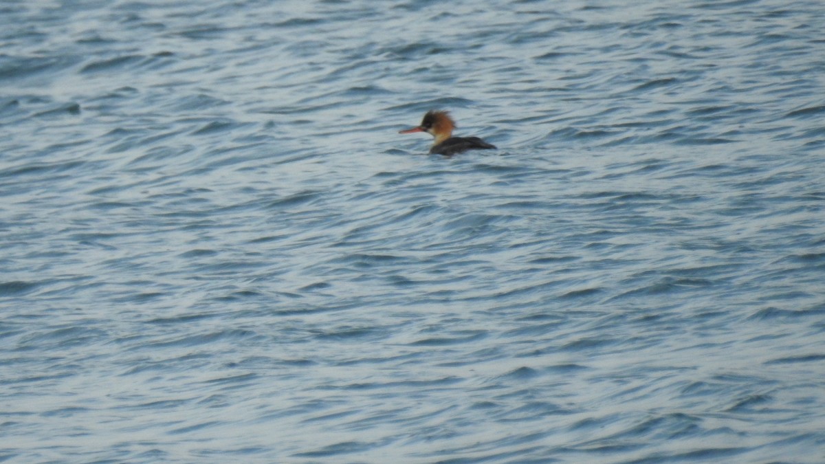 Tarakdiş - ML647333592