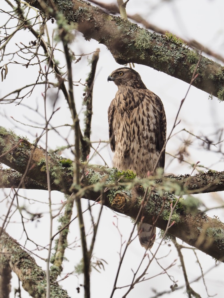 jestřáb nearktický - ML647333593