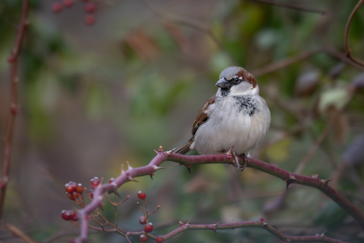 House Sparrow - ML647333594