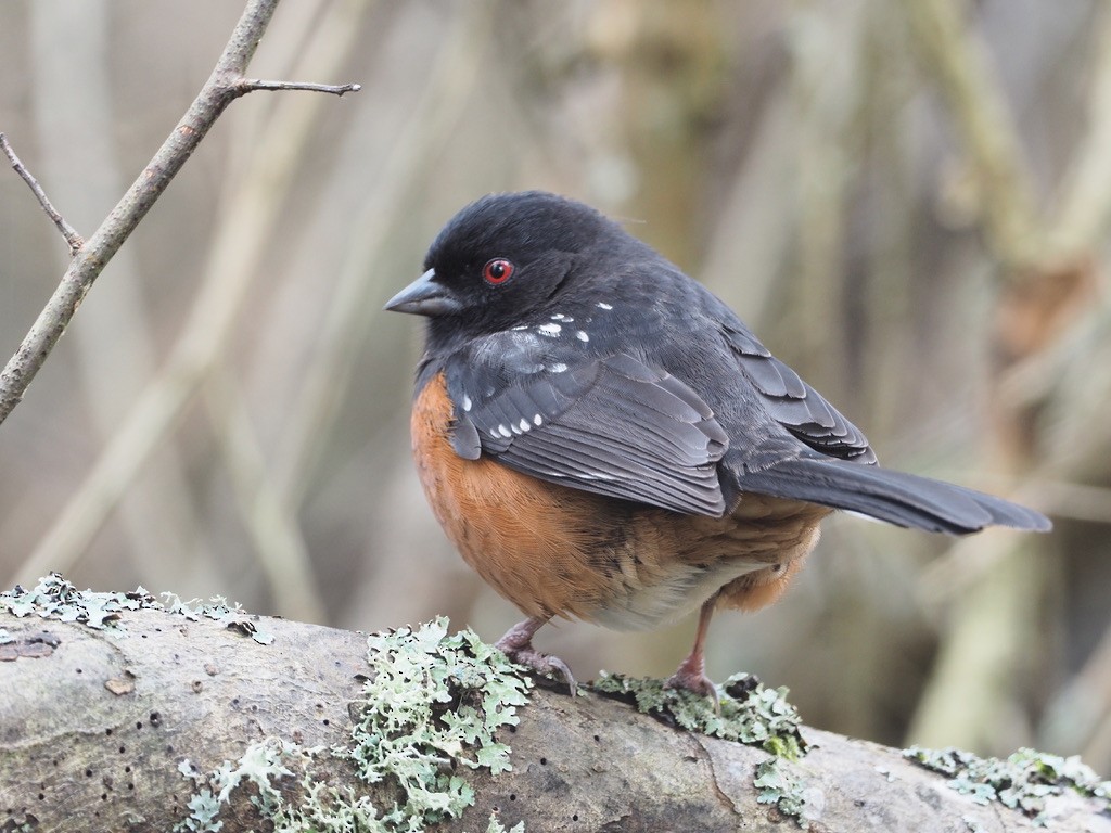 Spotted Towhee - ML647333602