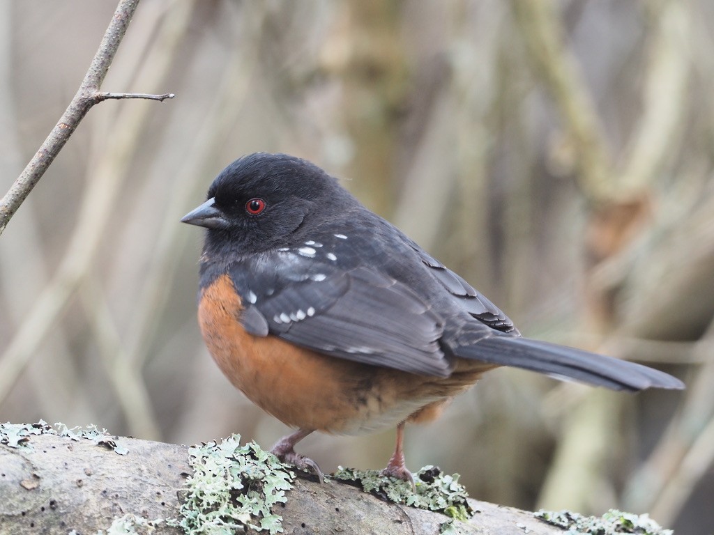 Spotted Towhee - ML647333603