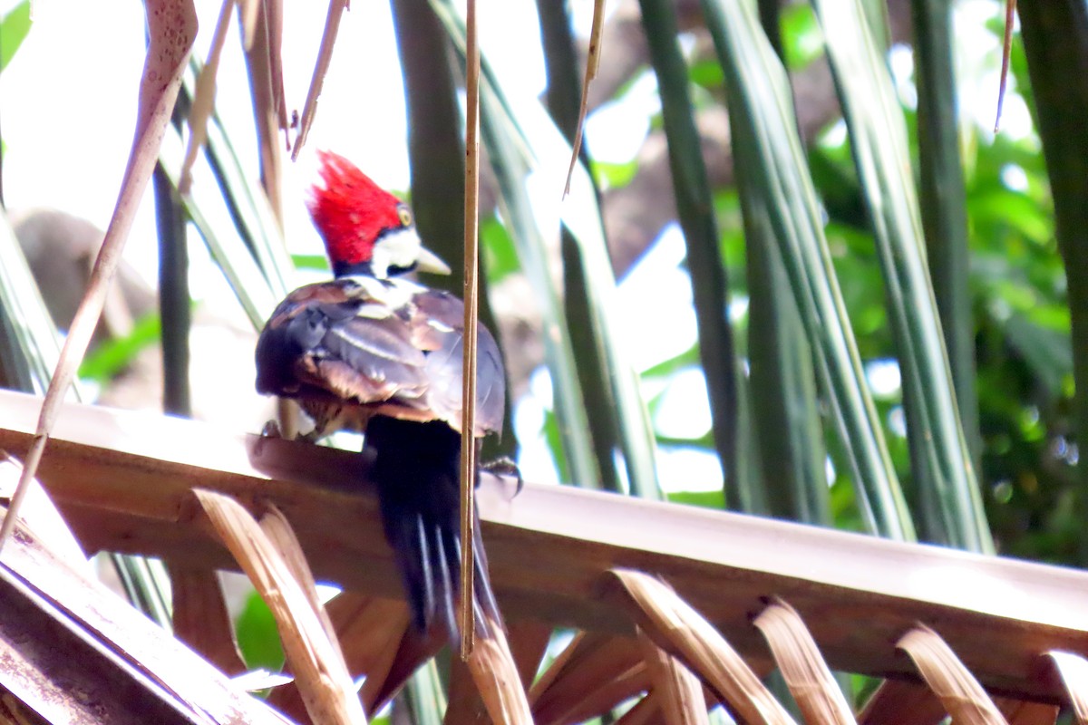 Lineated Woodpecker - ML647333604