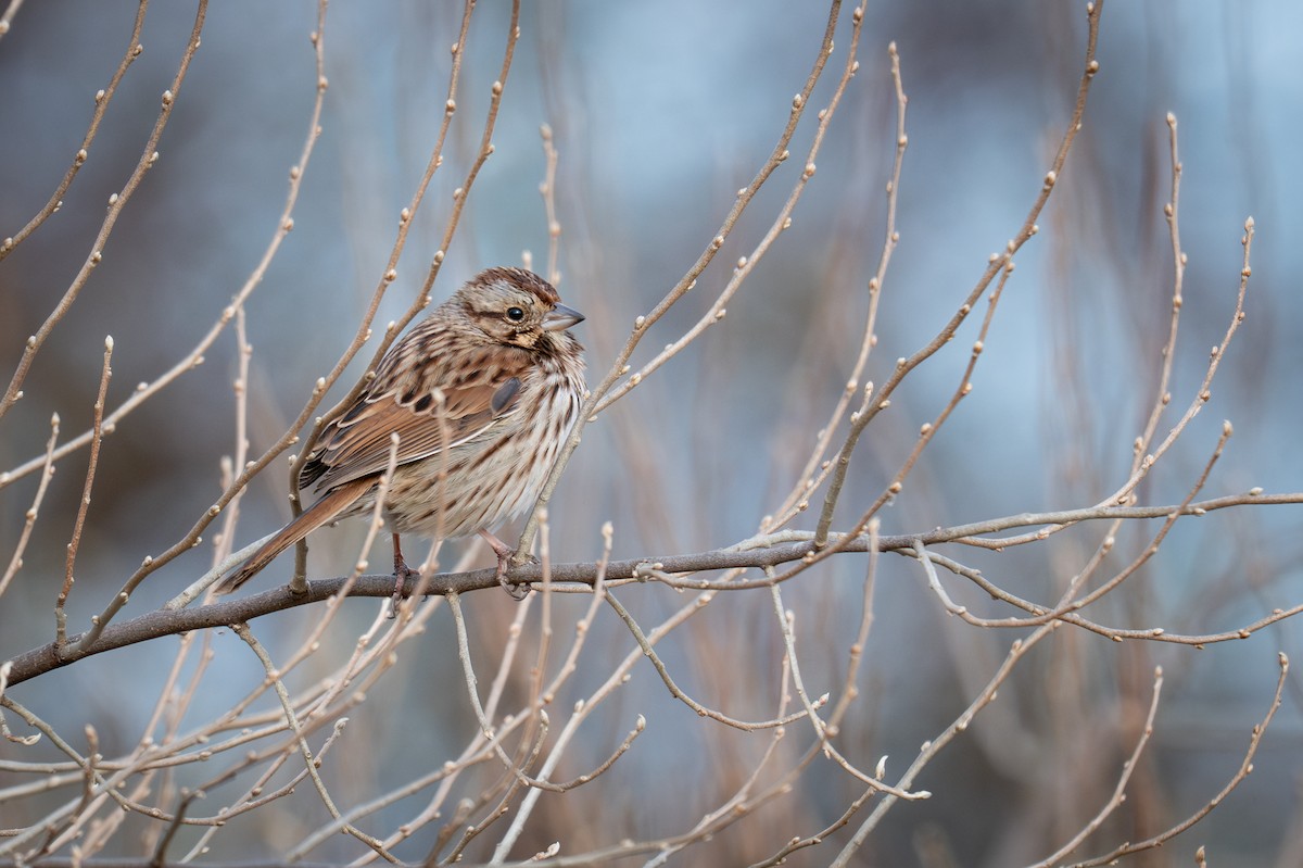 Song Sparrow - ML647333606