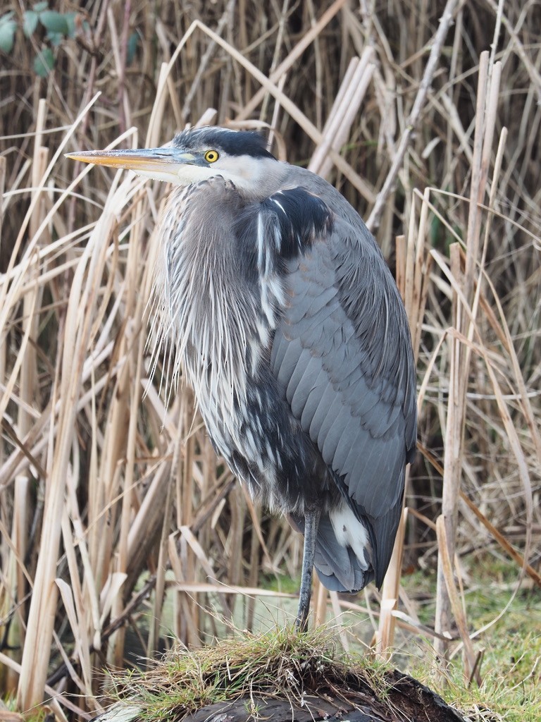 volavka velká - ML647333610