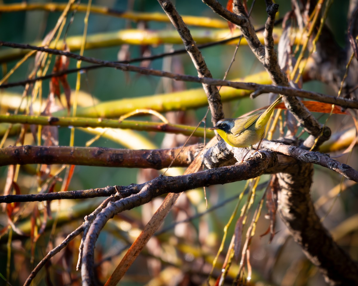 Mascarita Común - ML647333617