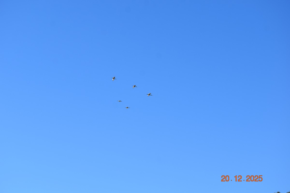 White Ibis - ML647333621