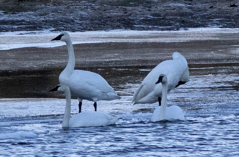 Trumpeter Swan - ML647333622