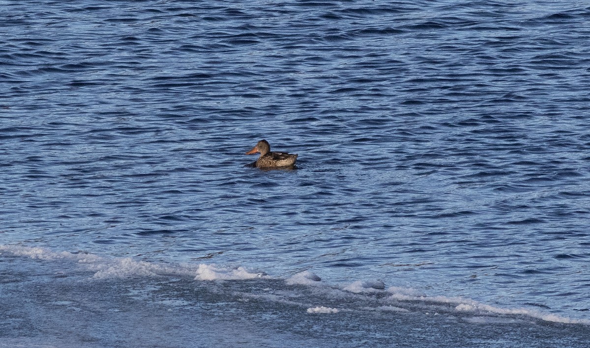 Northern Shoveler - ML647333629