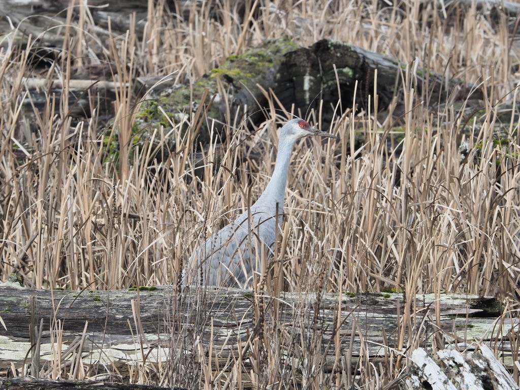 jeřáb kanadský - ML647333630
