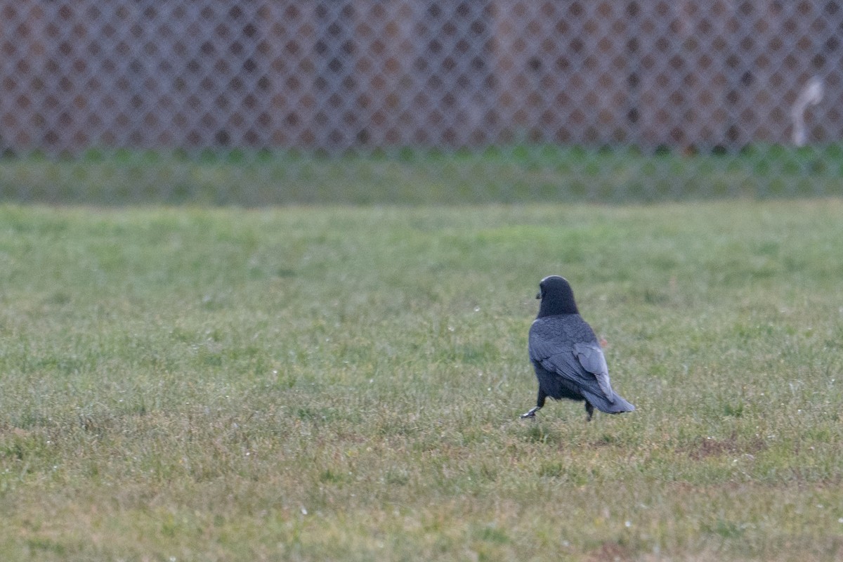 American Crow - ML647333635
