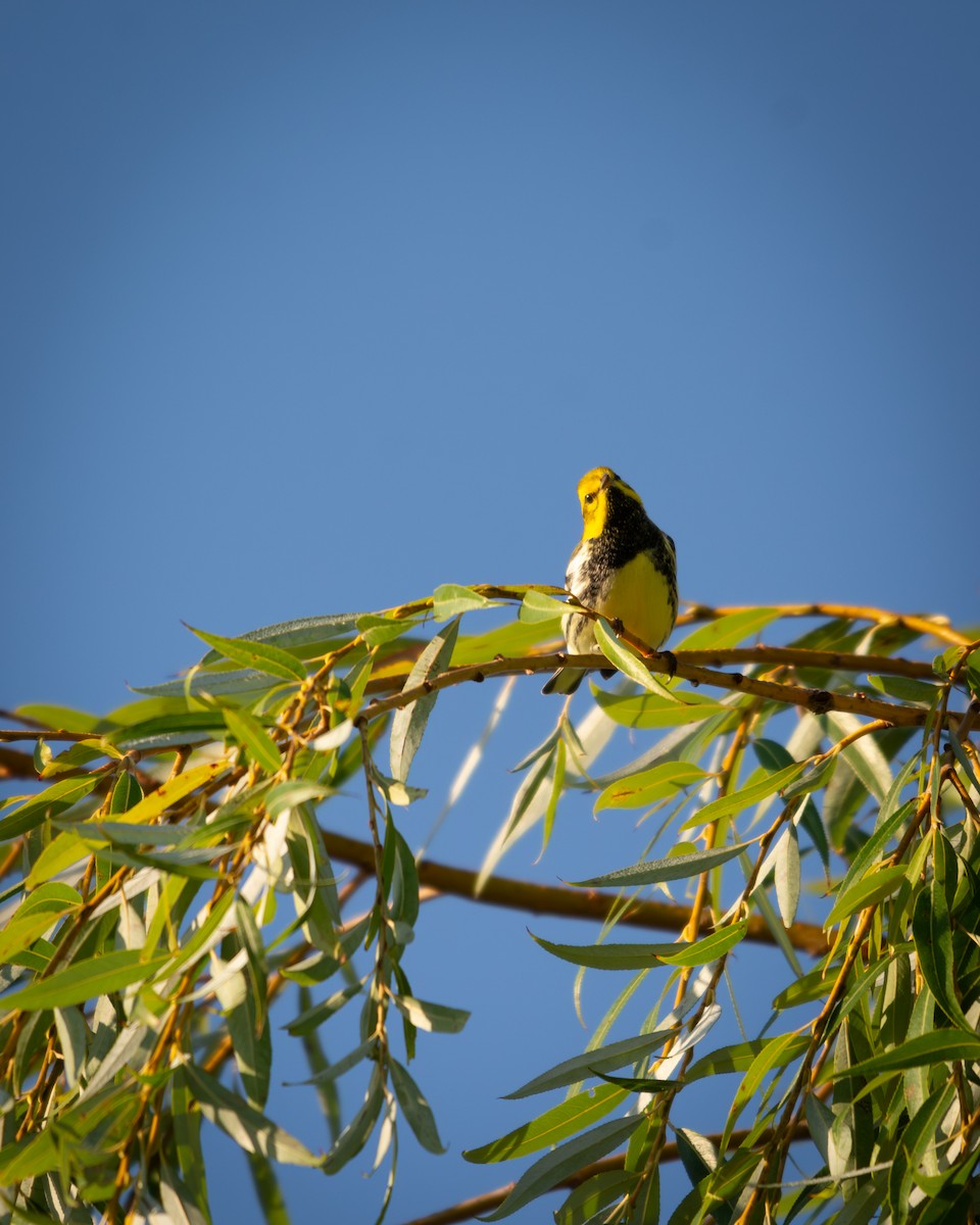 Reinita Dorsiverde - ML647333636