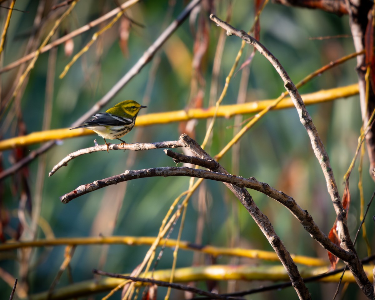 Reinita Dorsiverde - ML647333637