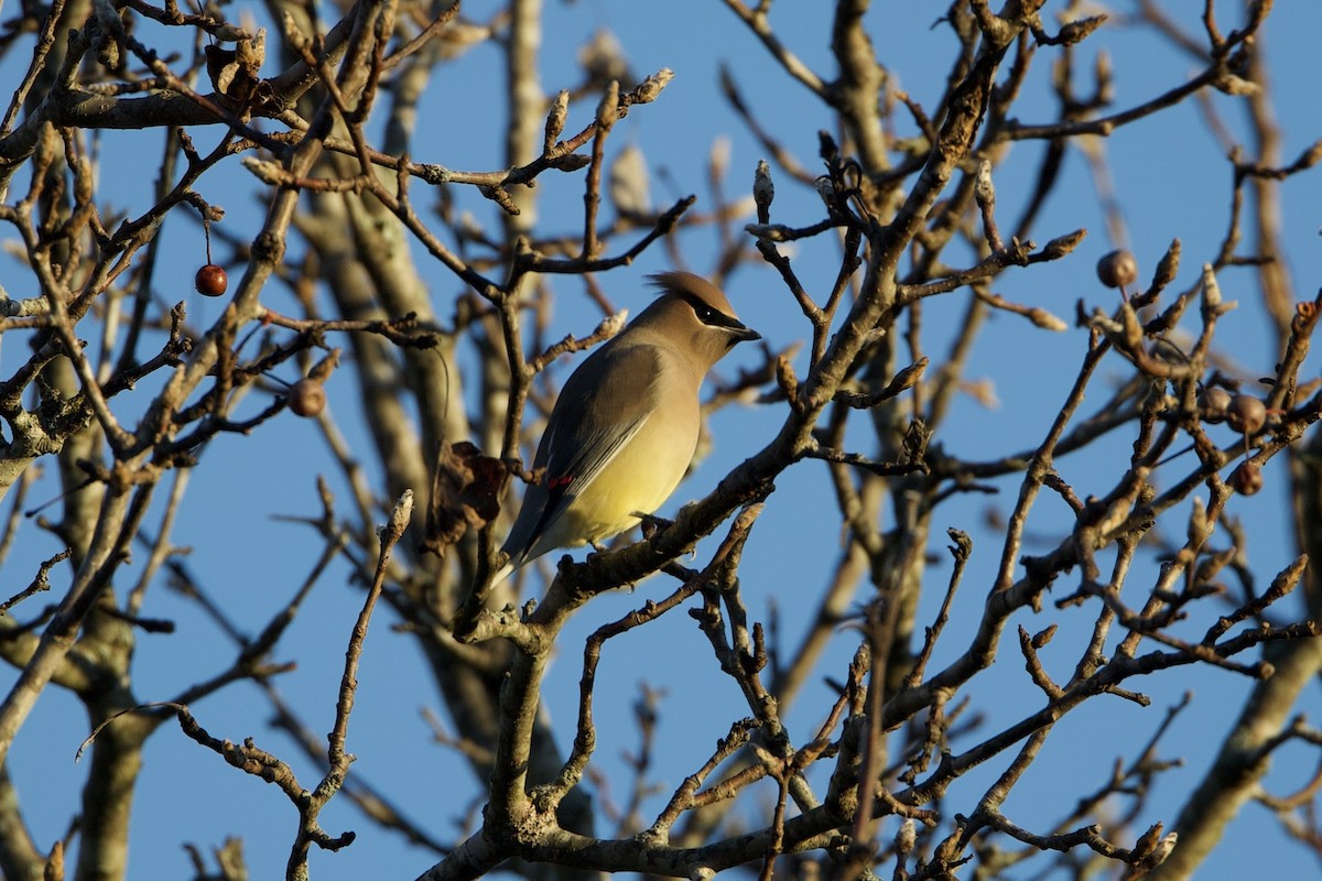 Cedar Waxwing - ML647333641