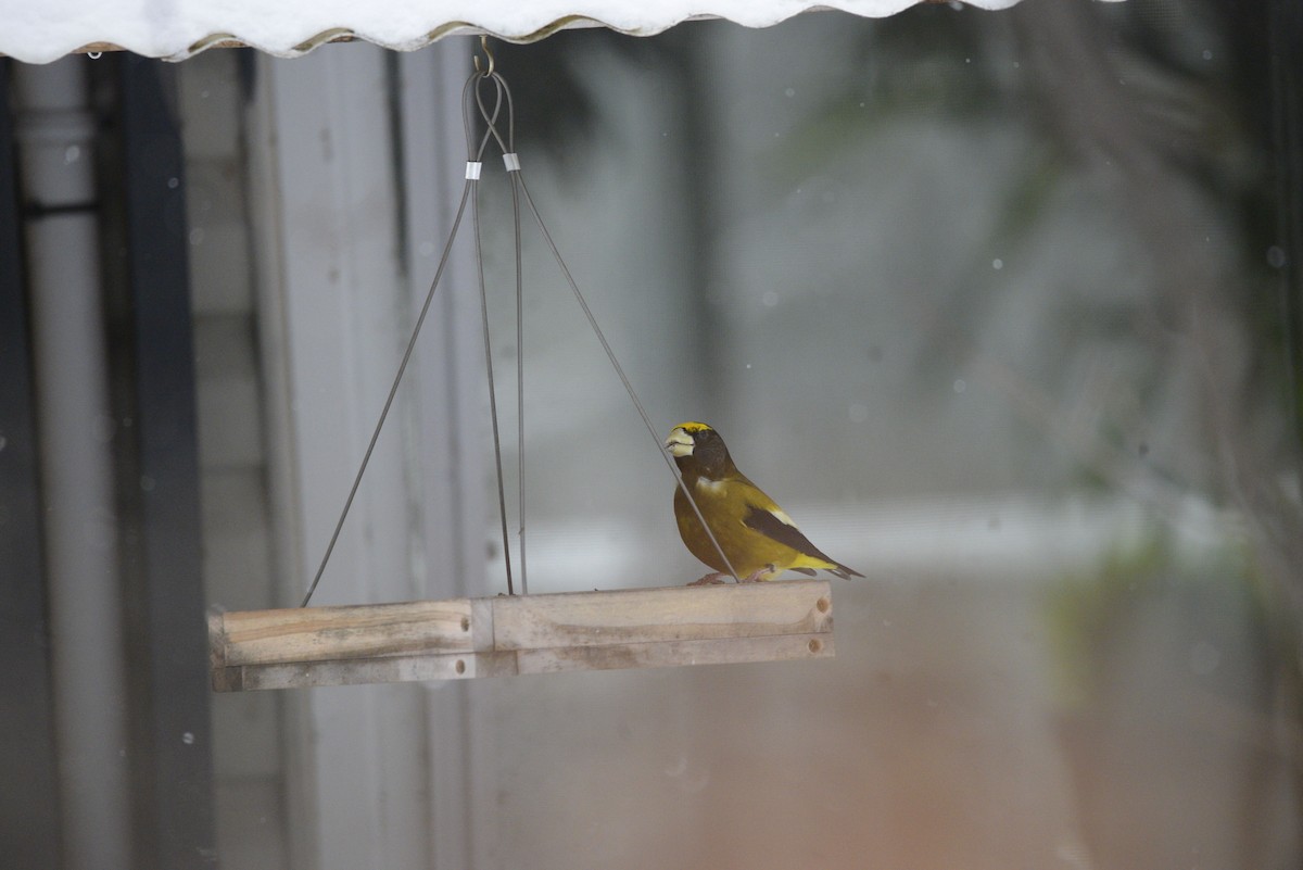 Evening Grosbeak - ML647333643