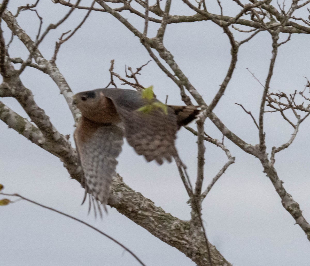 Sharp-shinned/Cooper's Hawk - ML647333645