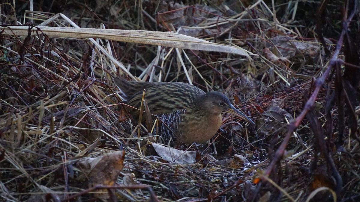 King Rail - ML647333657