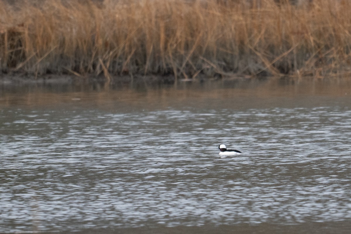 Bufflehead - ML647333659