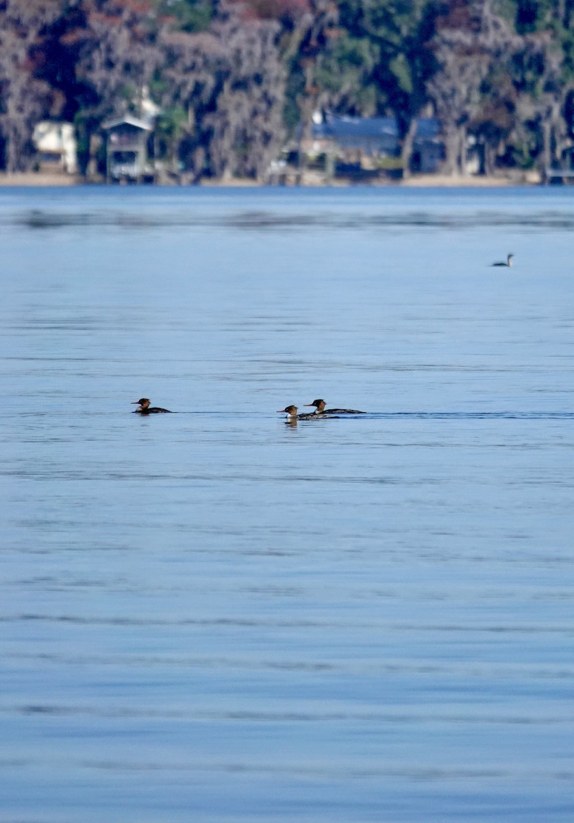 Tarakdiş - ML647333665