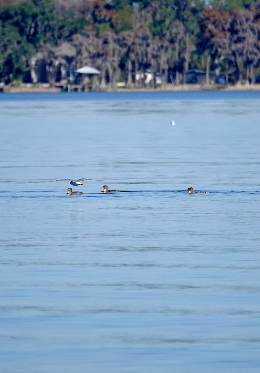 Tarakdiş - ML647333666