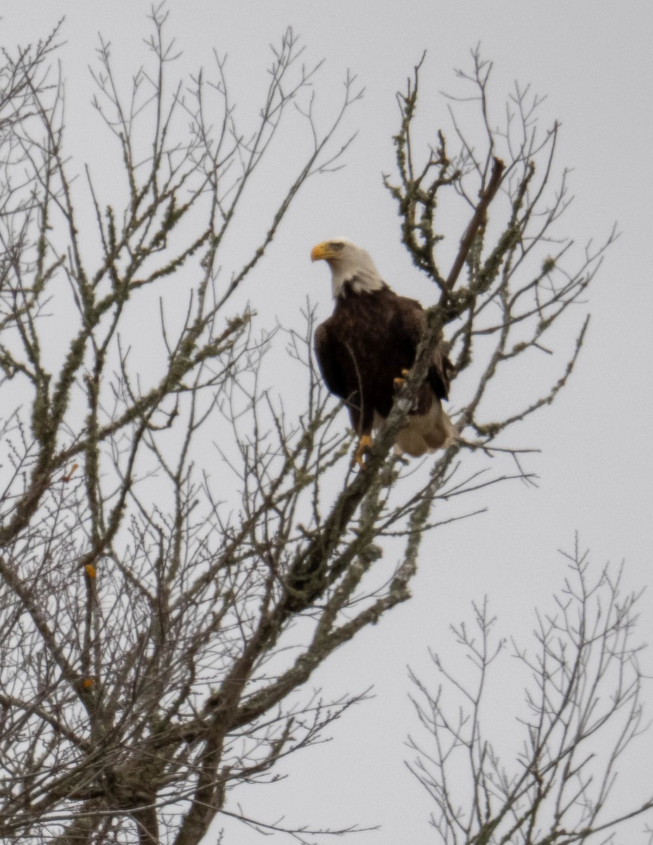 Орлан білоголовий - ML647333667