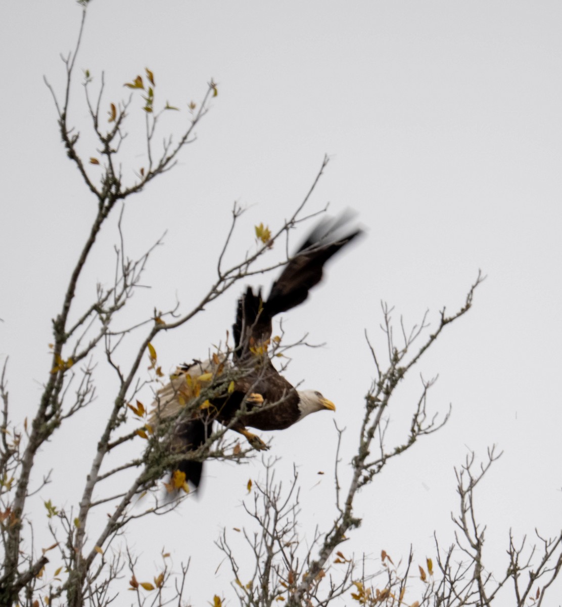 Орлан білоголовий - ML647333668