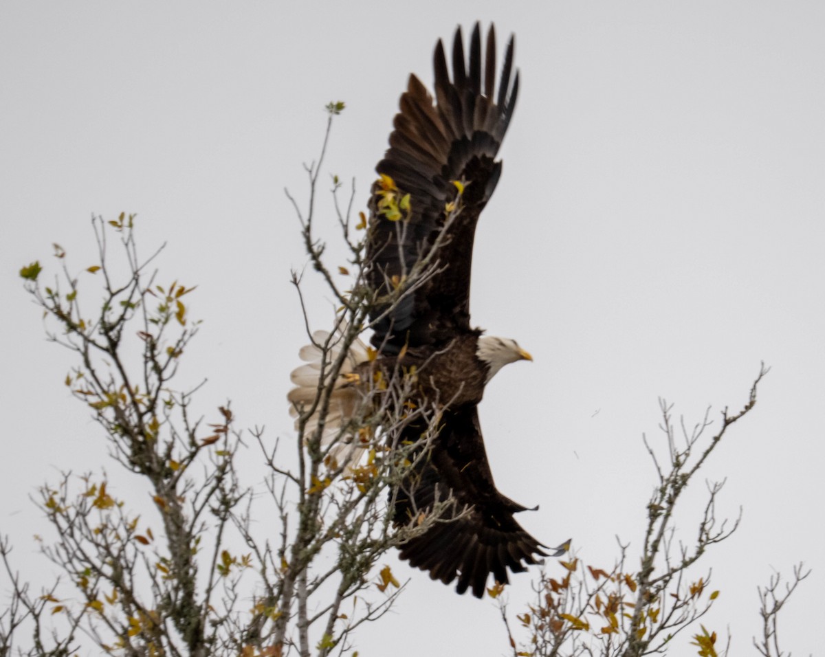 Орлан білоголовий - ML647333669