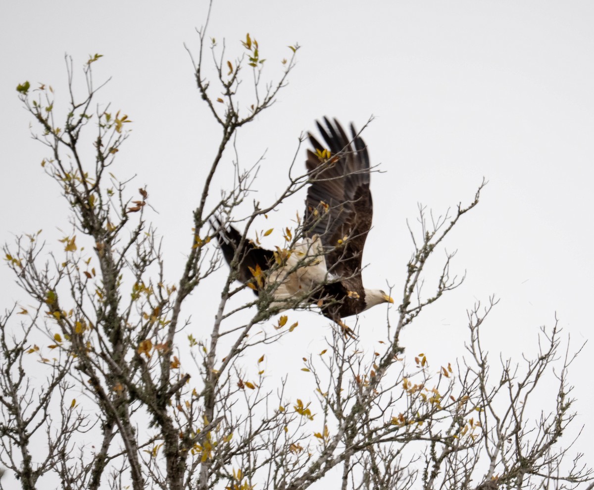 Орлан білоголовий - ML647333670