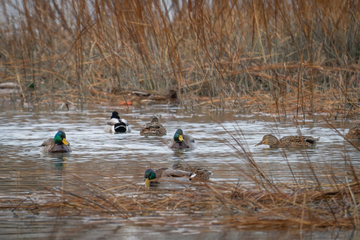 Mallard - ML647333671