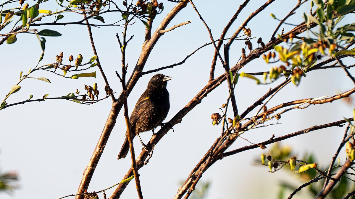 Yellow-winged Blackbird - ML647333678