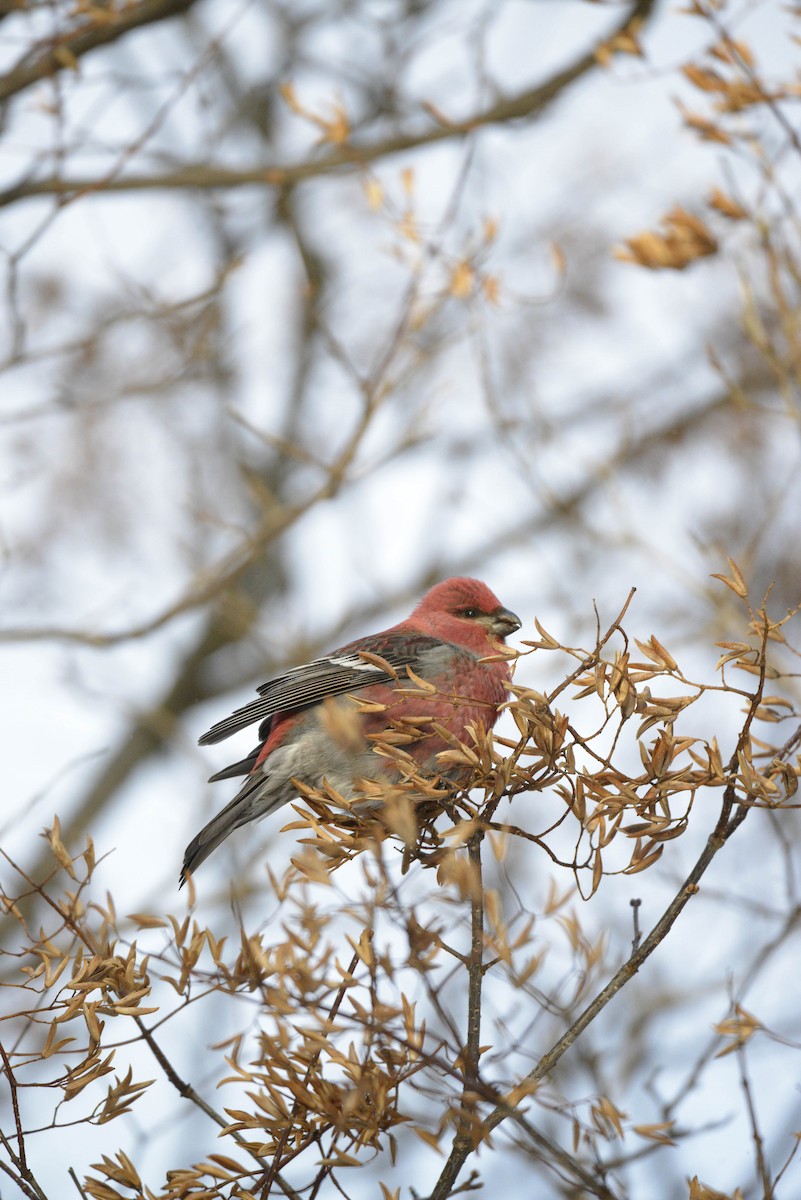 Pinu-gailupa - ML647333679