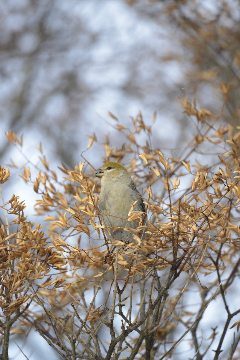 Pinu-gailupa - ML647333680