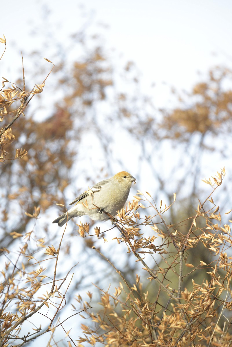 Pinu-gailupa - ML647333681