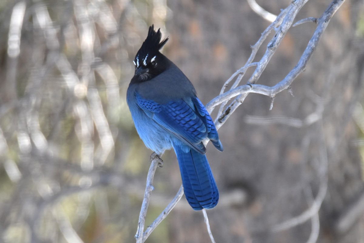 ステラーカケス - ML647333682