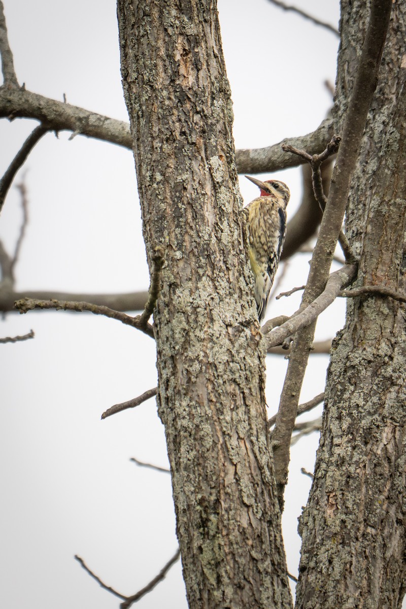 Yellow-bellied Sapsucker - ML647333684