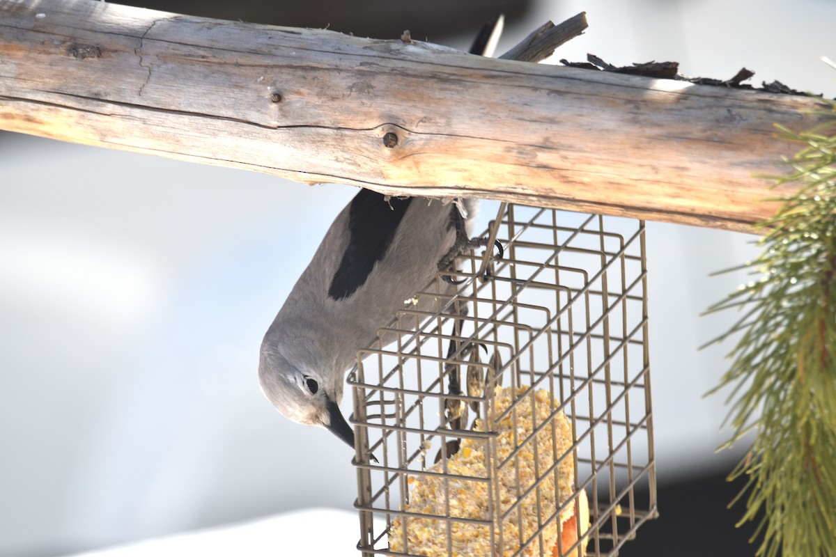 ハイイロホシガラス - ML647333687