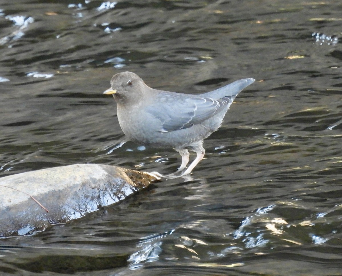 אמודאי אמריקני - ML647333688