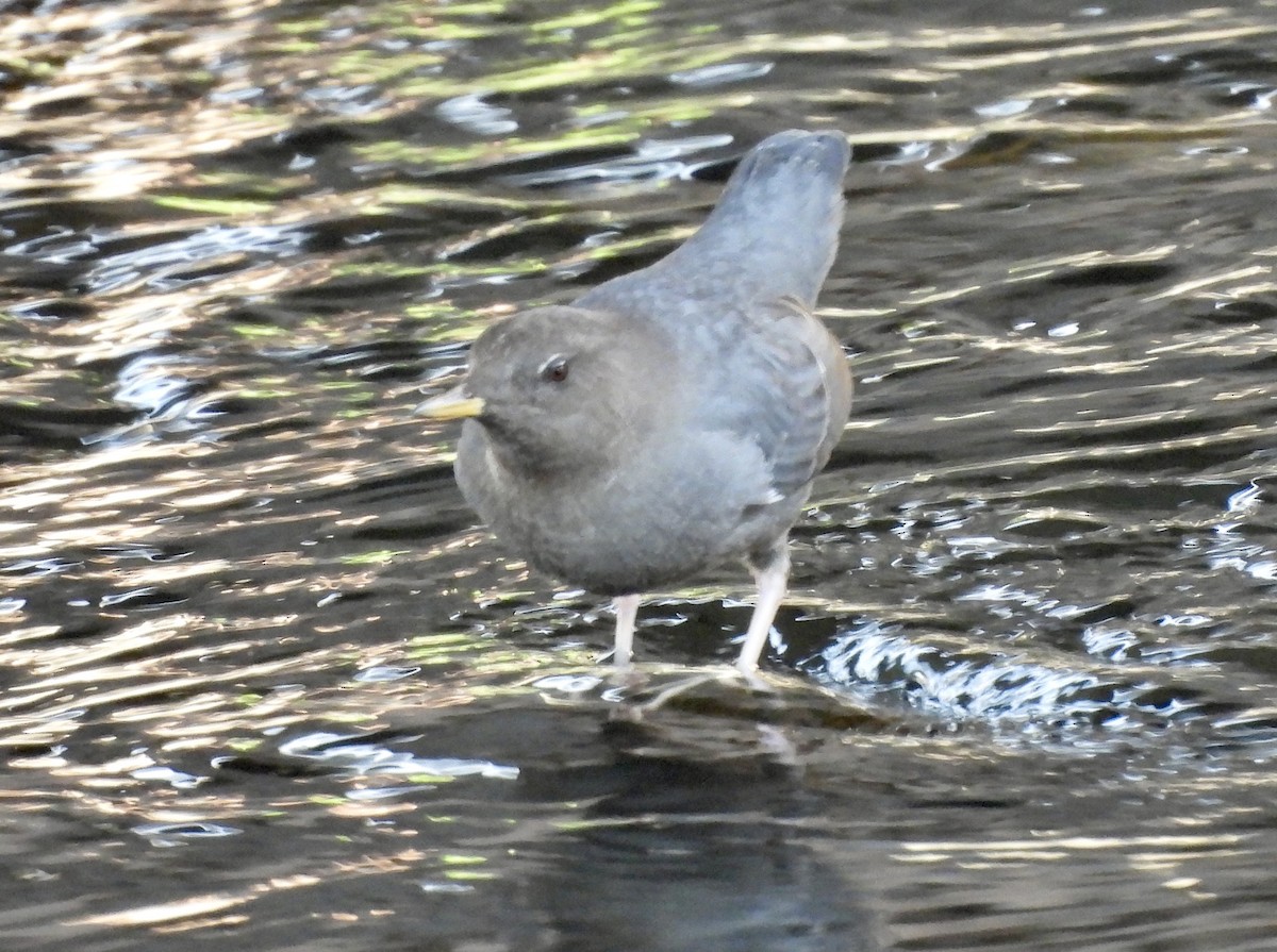 אמודאי אמריקני - ML647333689