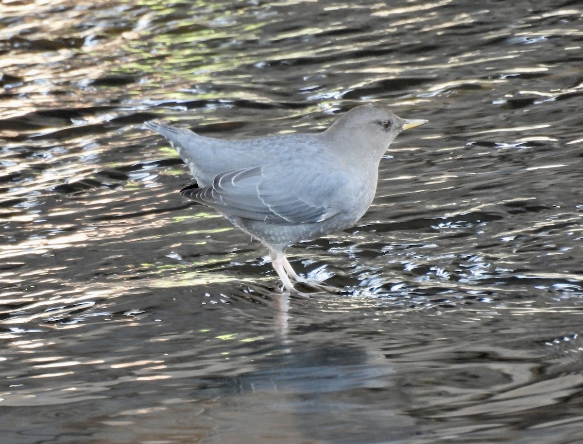 אמודאי אמריקני - ML647333690