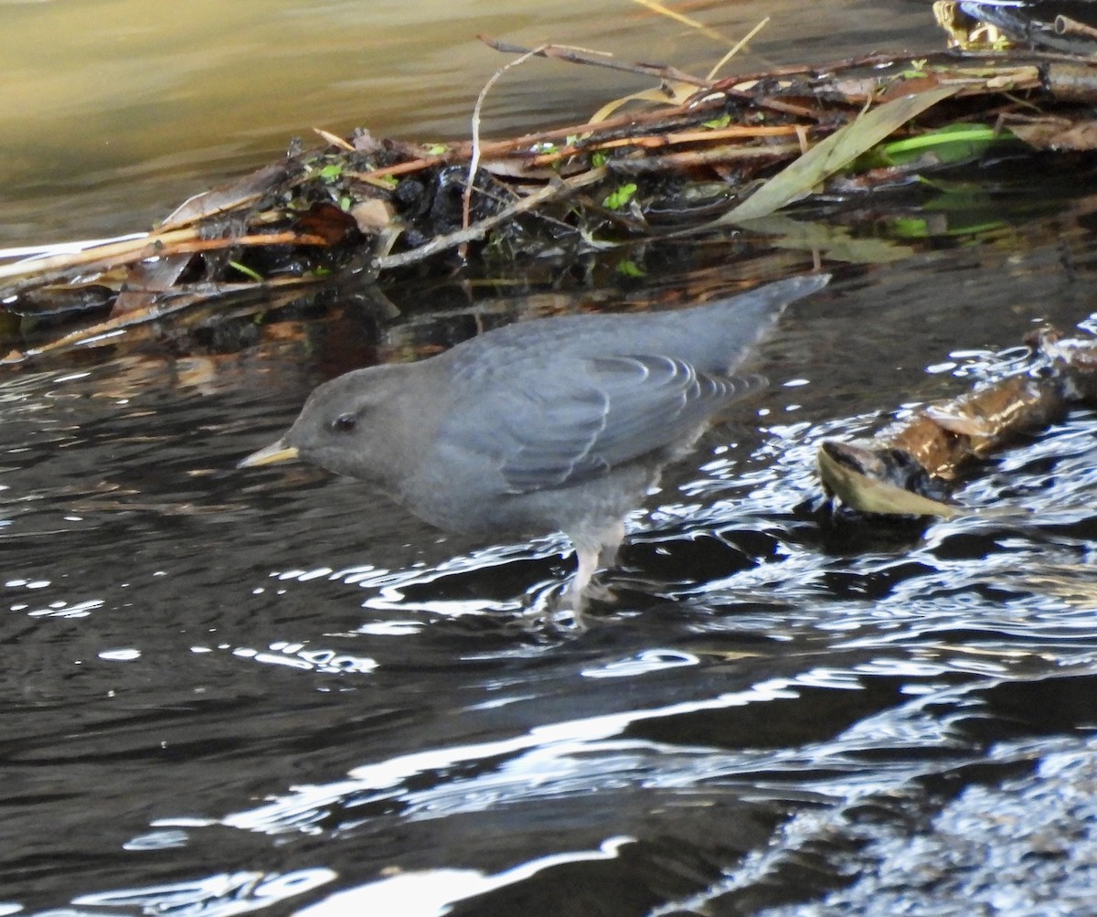 אמודאי אמריקני - ML647333691