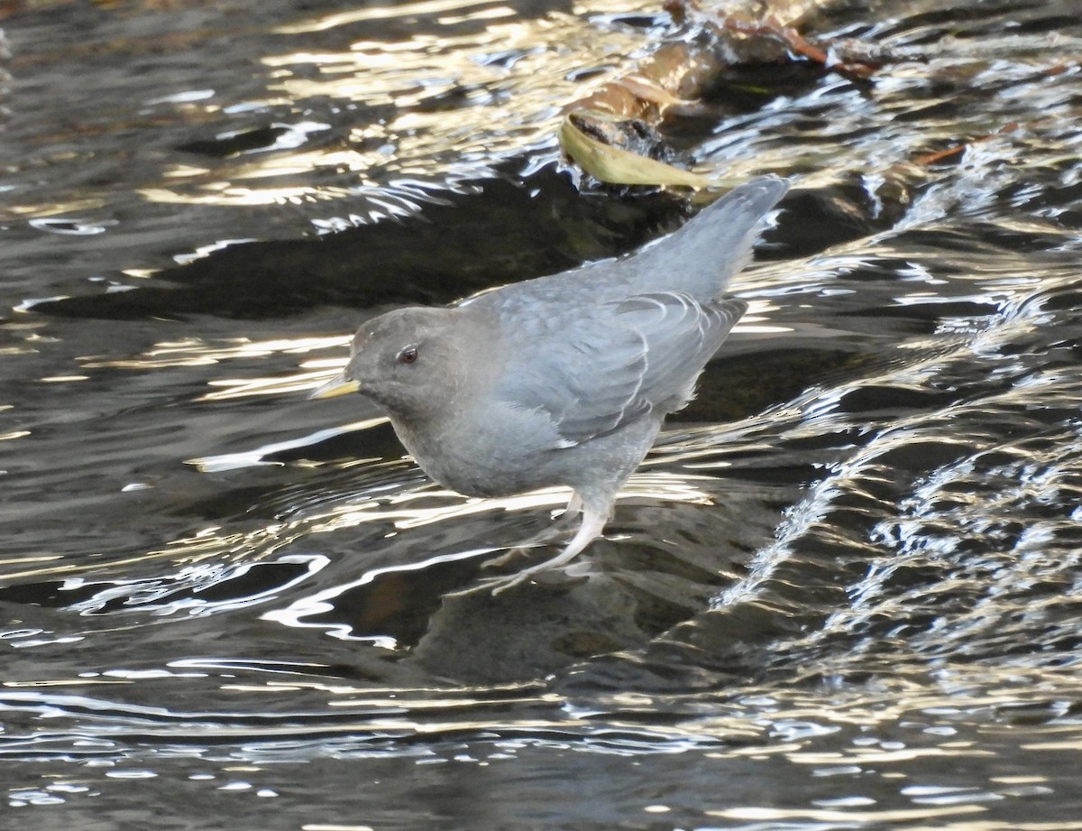אמודאי אמריקני - ML647333692