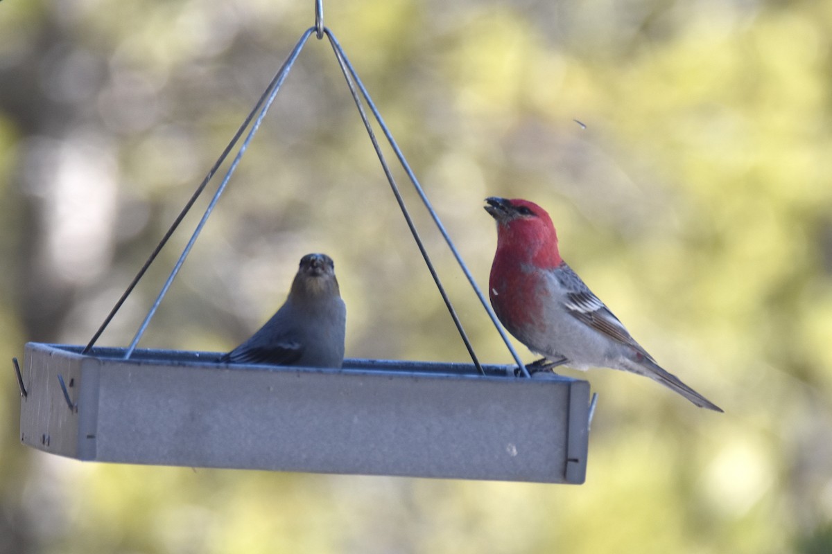 Pinu-gailupa - ML647333701