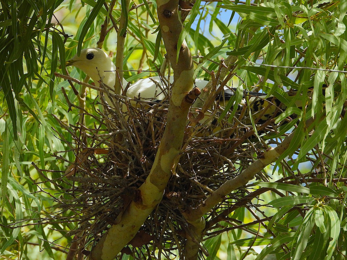Torresian Imperial-Pigeon - ML647333703