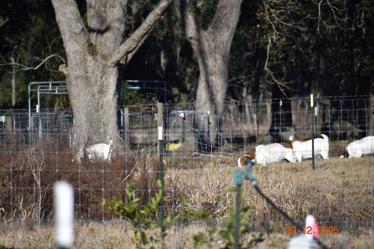 שלדג אמריקני - ML647333720